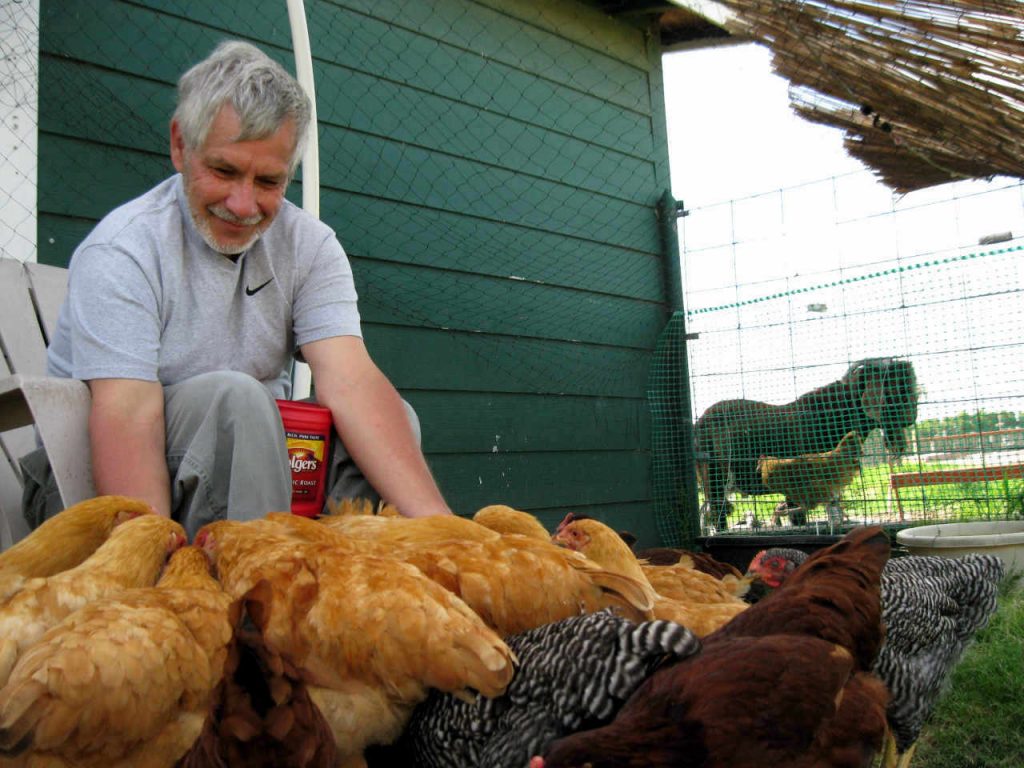 Feeding chickens in run with buck in background
